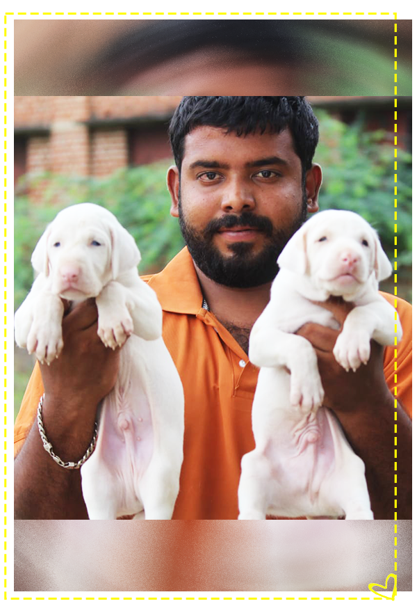 Rajapalayam dog sales seller